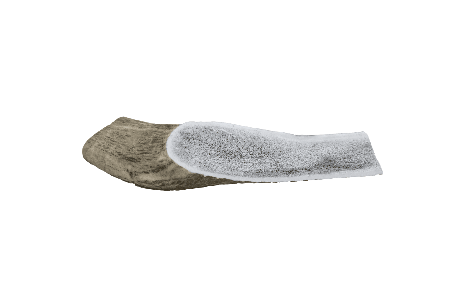  The Wild Antler Co. Half Wild Antler Dog Chew