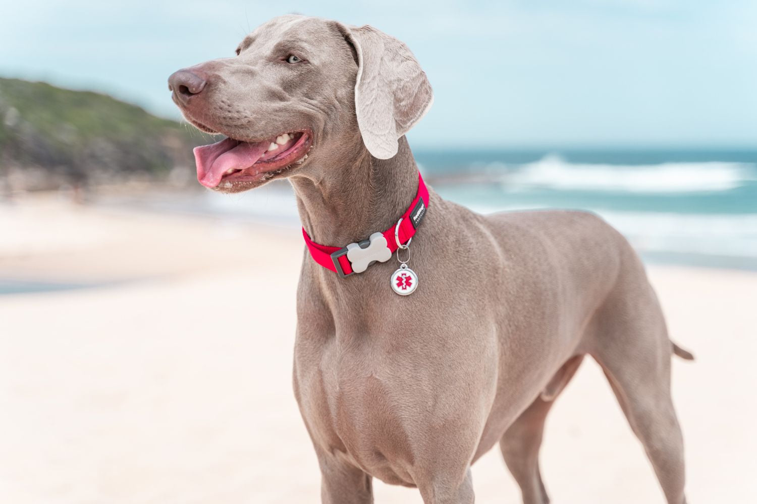  Red Dingo Stainless Steel Engraved Dog Tag Bone In Bowl Pink