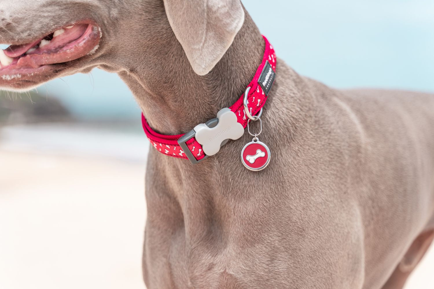  Red Dingo Stainless Steel Engraved Dog Tag Bone Pink