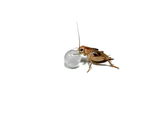  HabiStat H2O Balls, Clear, 500g