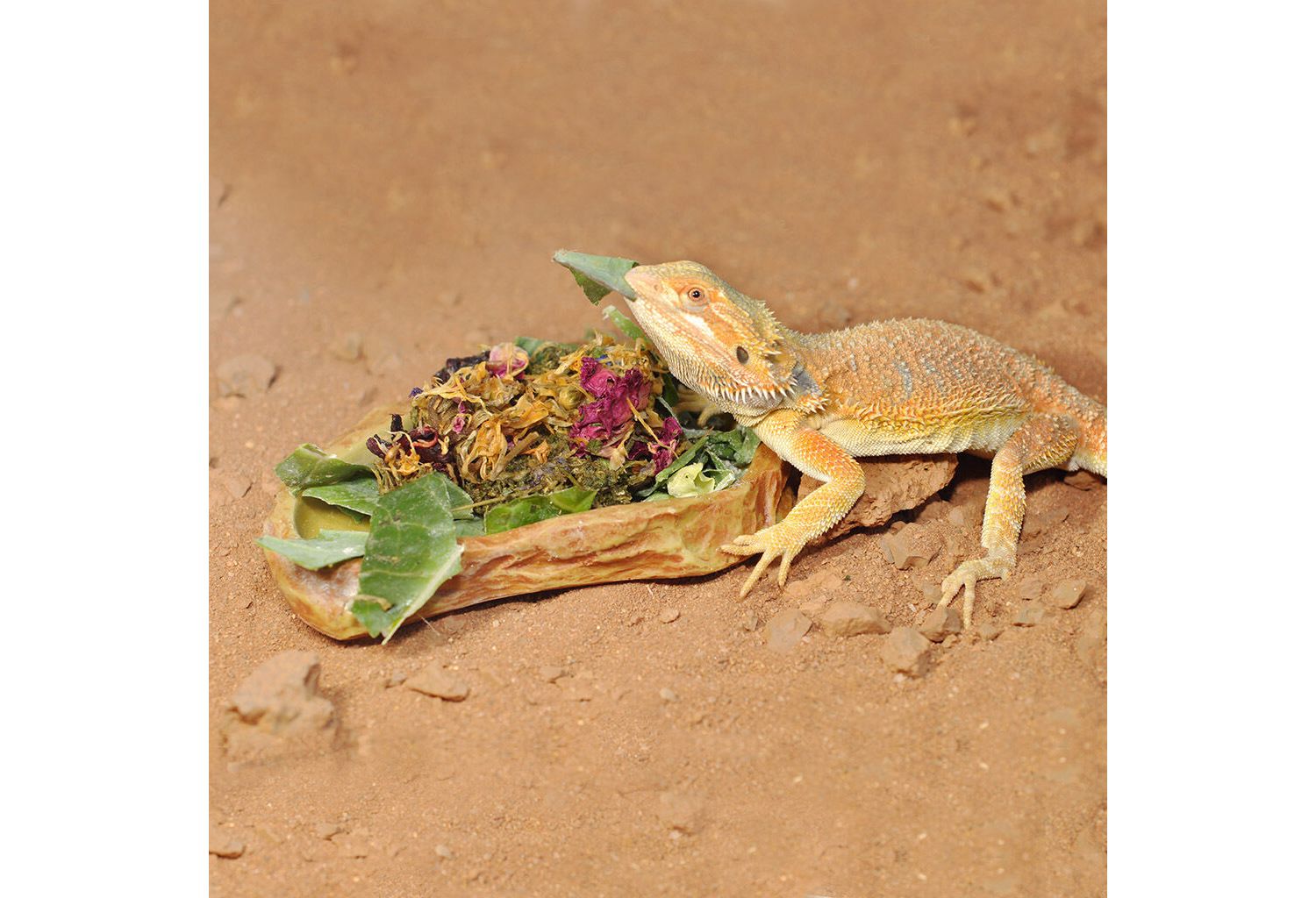  HabiStat Sandstone Feeding Dish, Large