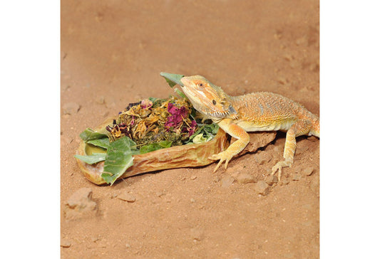  HabiStat Sandstone Feeding Dish, Large