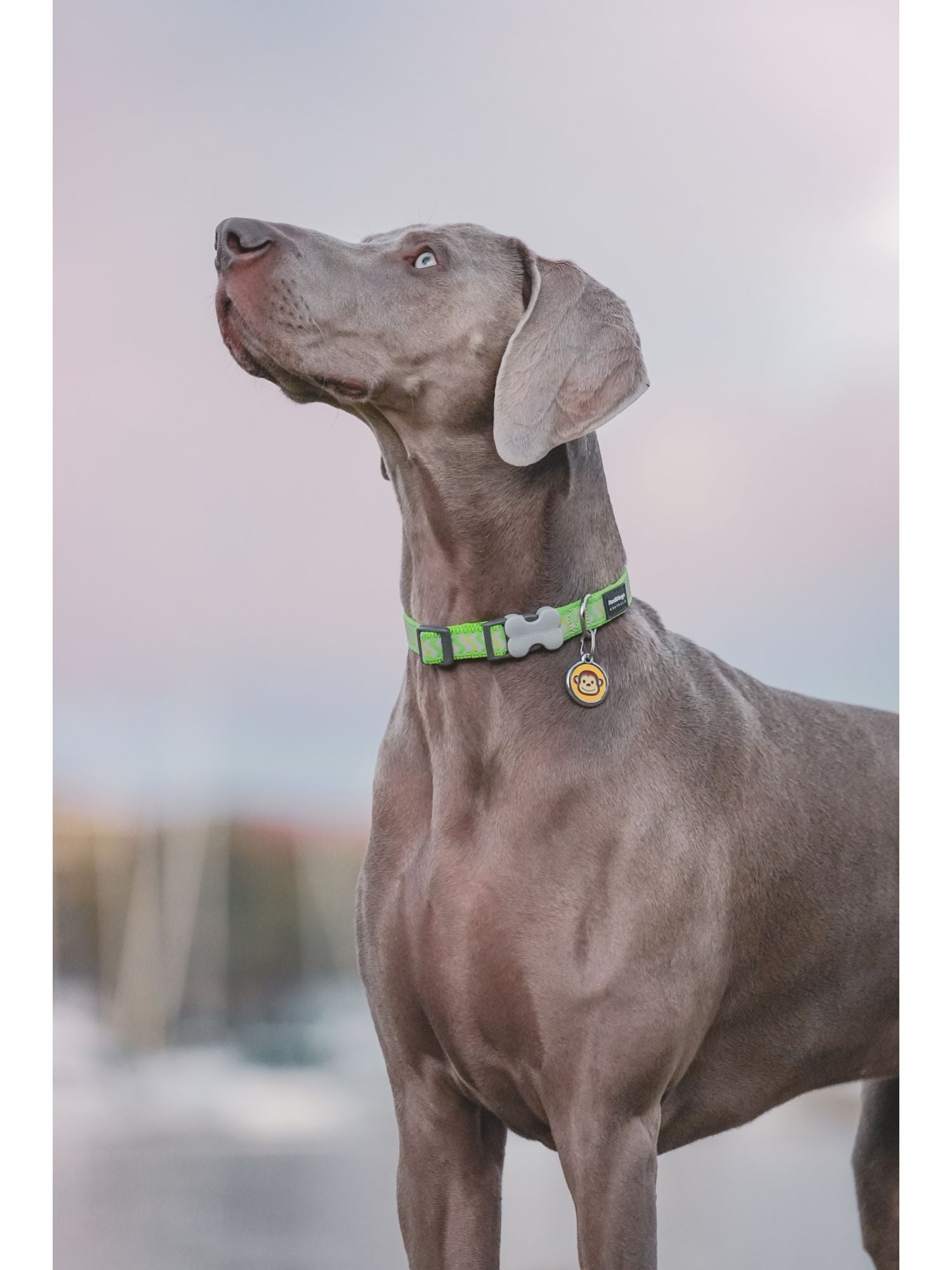  Red Dingo Plastic Engraved Dog Tag Bone