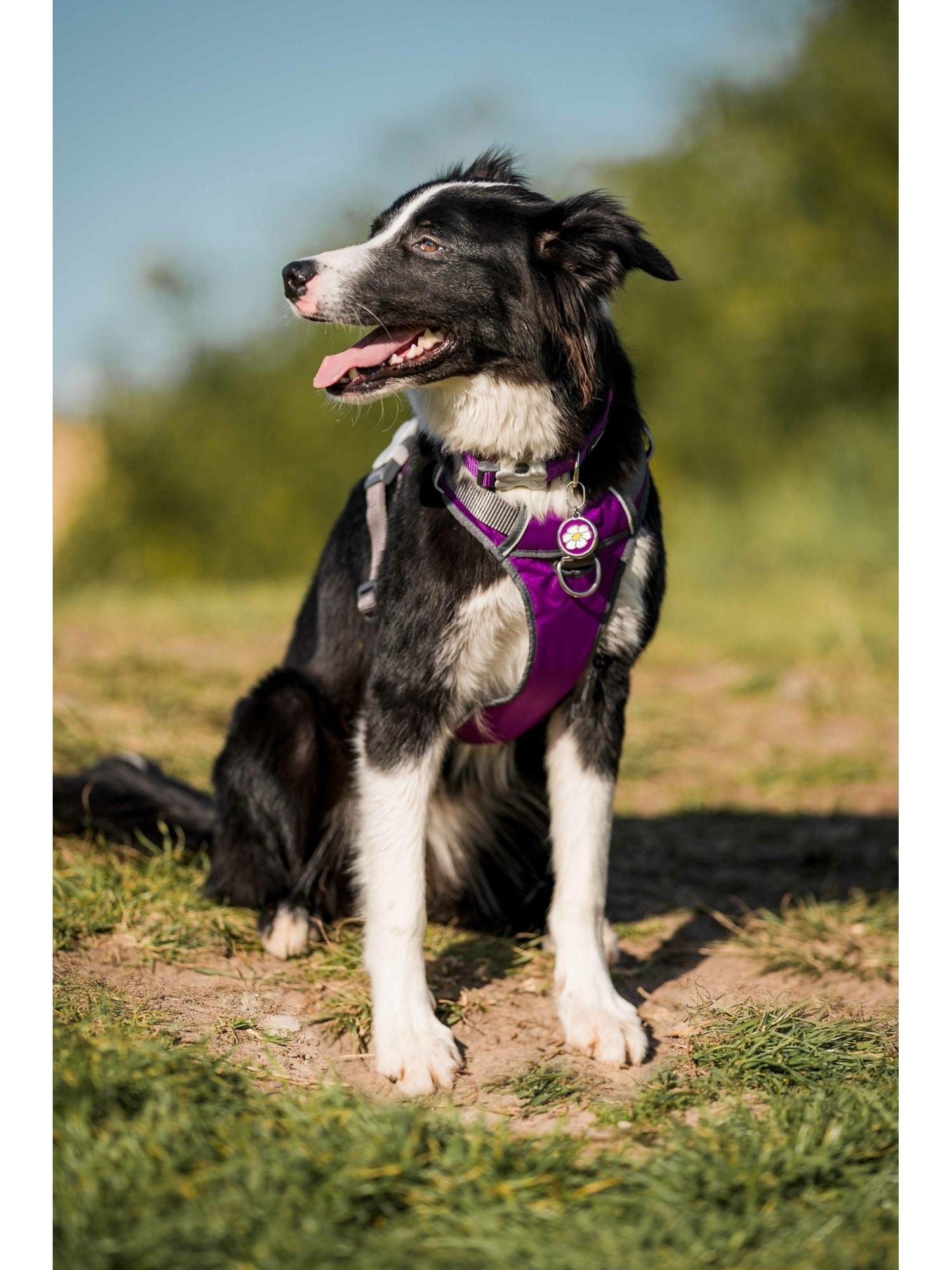  Red Dingo Stainless Steel Engraved Dog Tag Daisy Flower Purple
