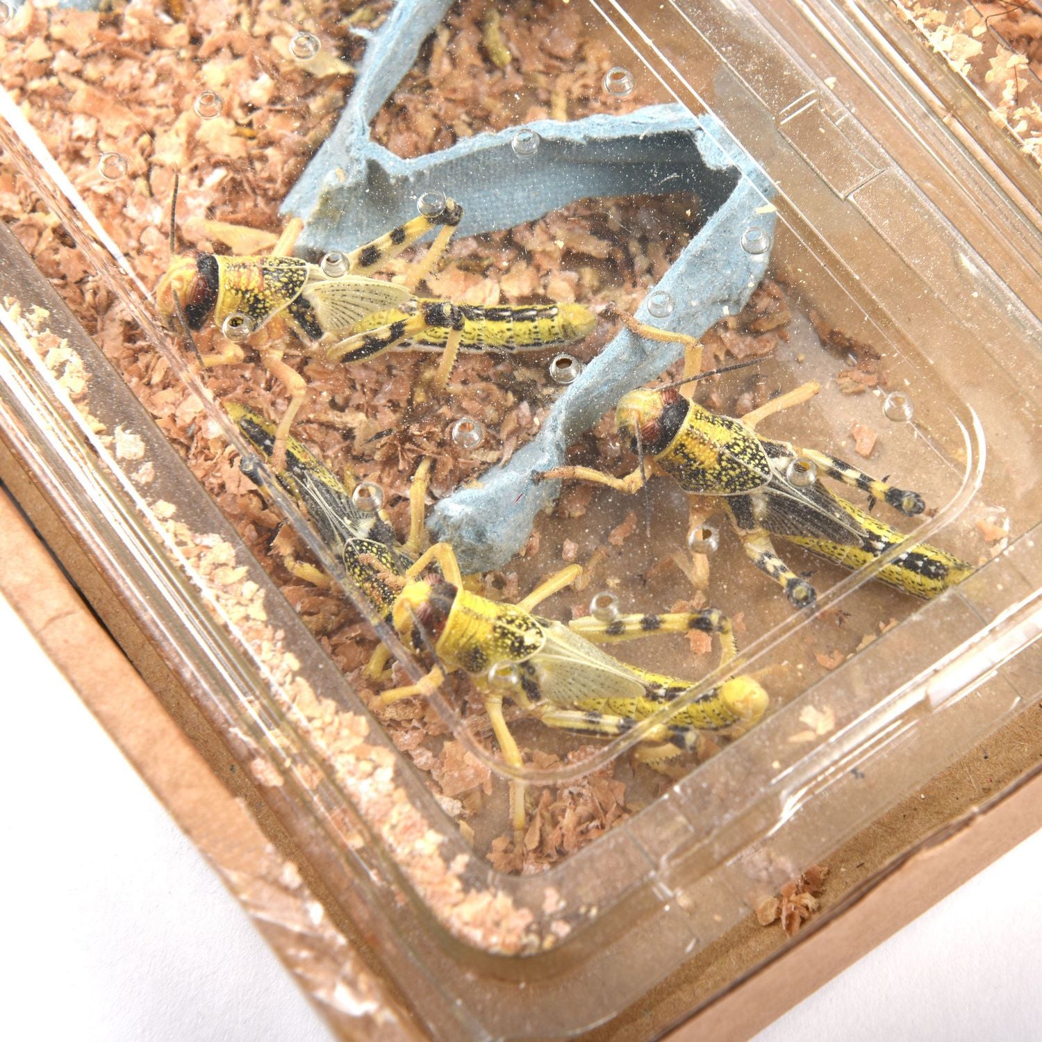  Reptile Food Letterbox Packs