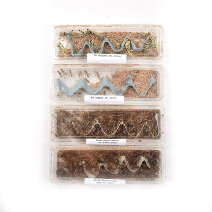  Reptile Food Letterbox Packs
