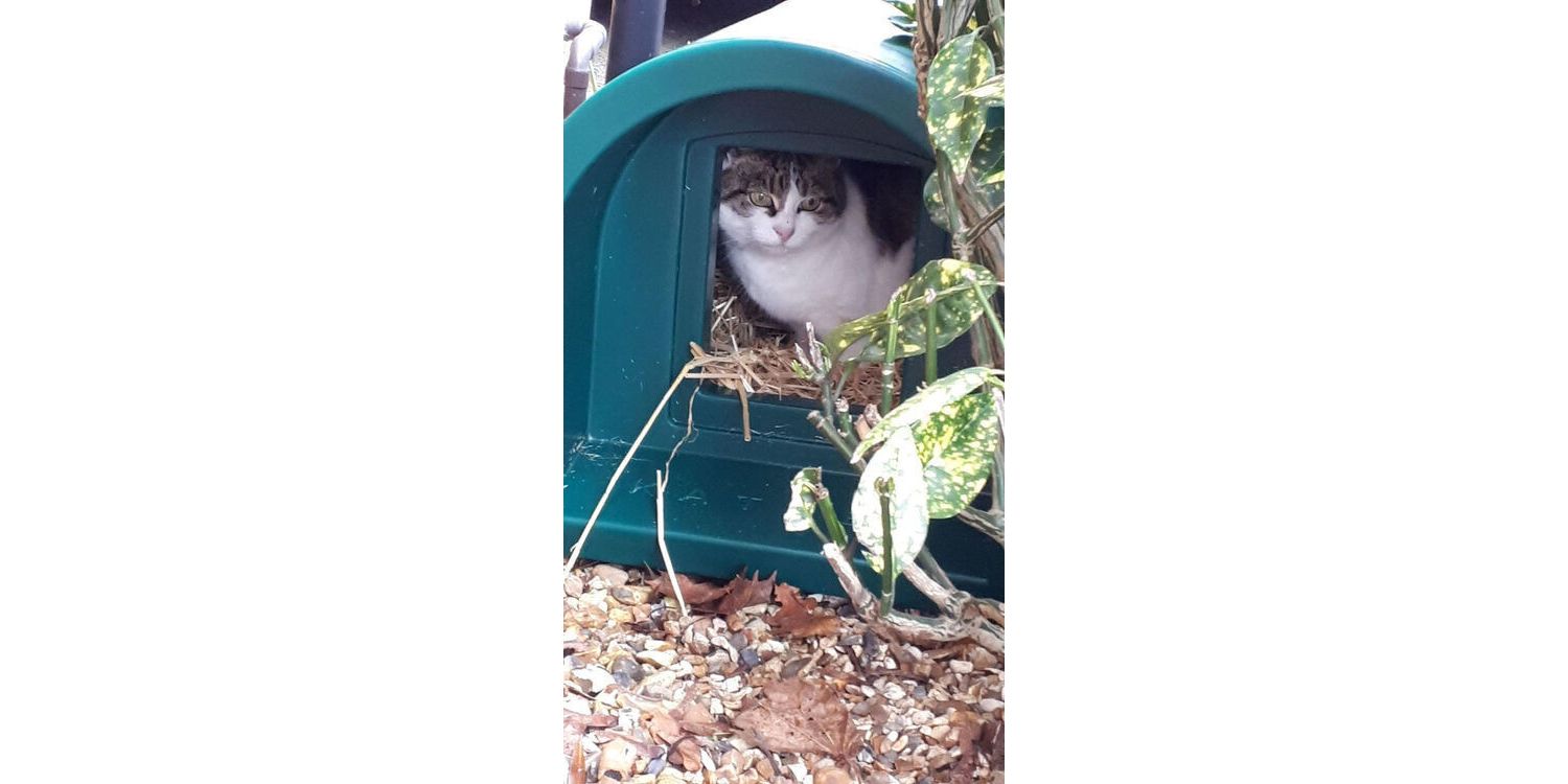  Katden Outdoor Cat Kennel - Dark Green EX DISPLAY