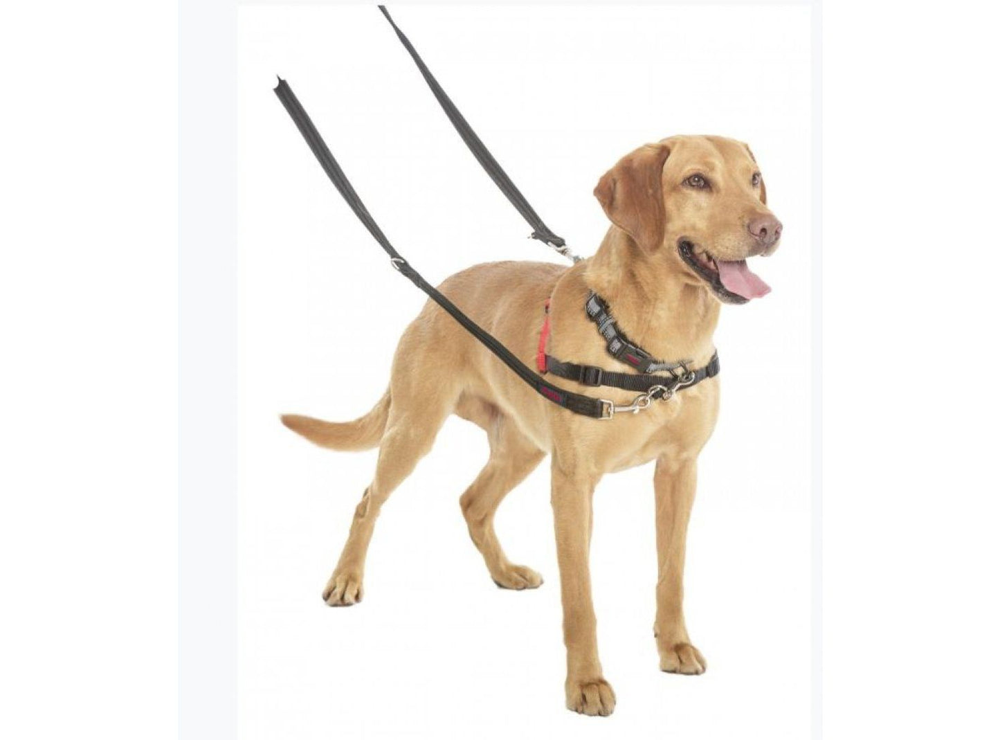  Halti Training Lead Black