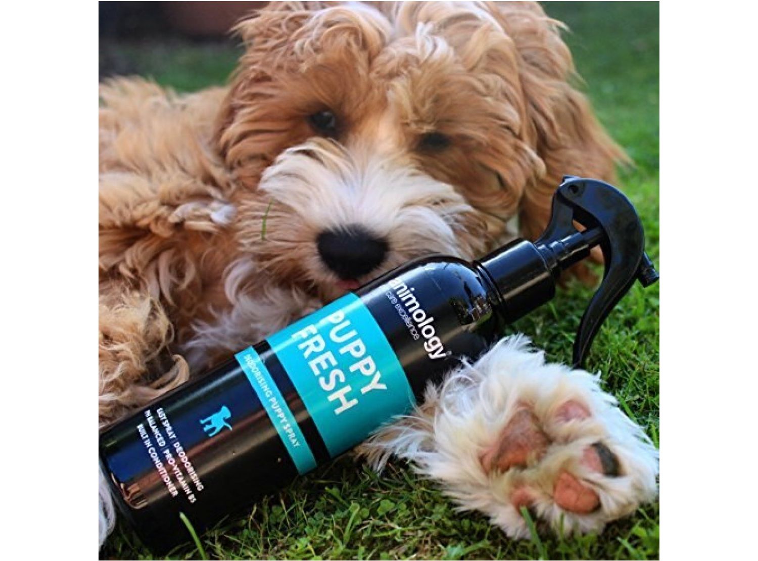  Animology Star Pups Fragrance Mist 150ml