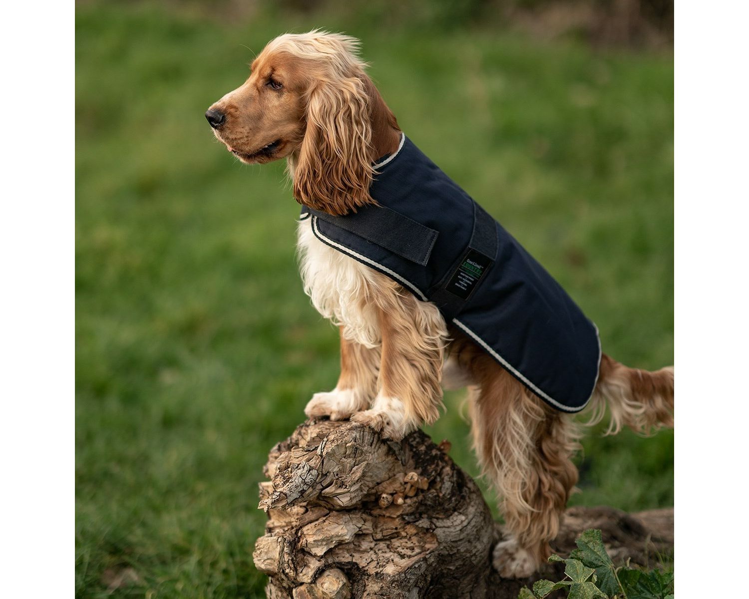  Great&Small Country Padded Blue Dog Jacket