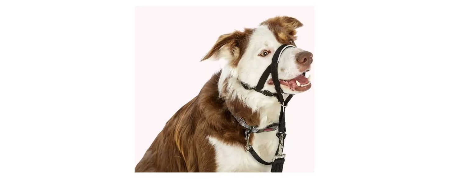  Halti Head Black Dog Collar