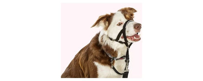  Halti Head Black Dog Collar