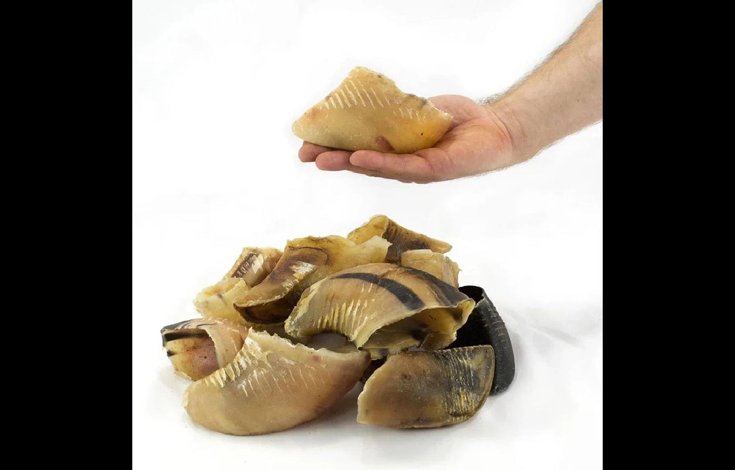  T Forrest Hollow Dried Hooves - 20 Pack