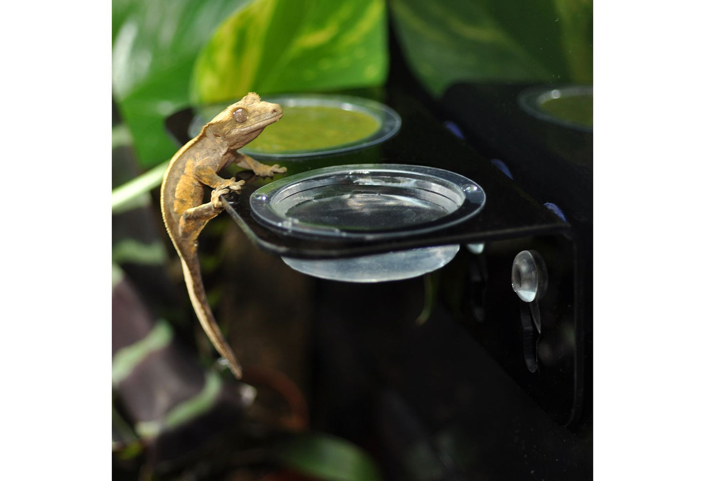  HabiStat Arboreal Feeding Ledge Double