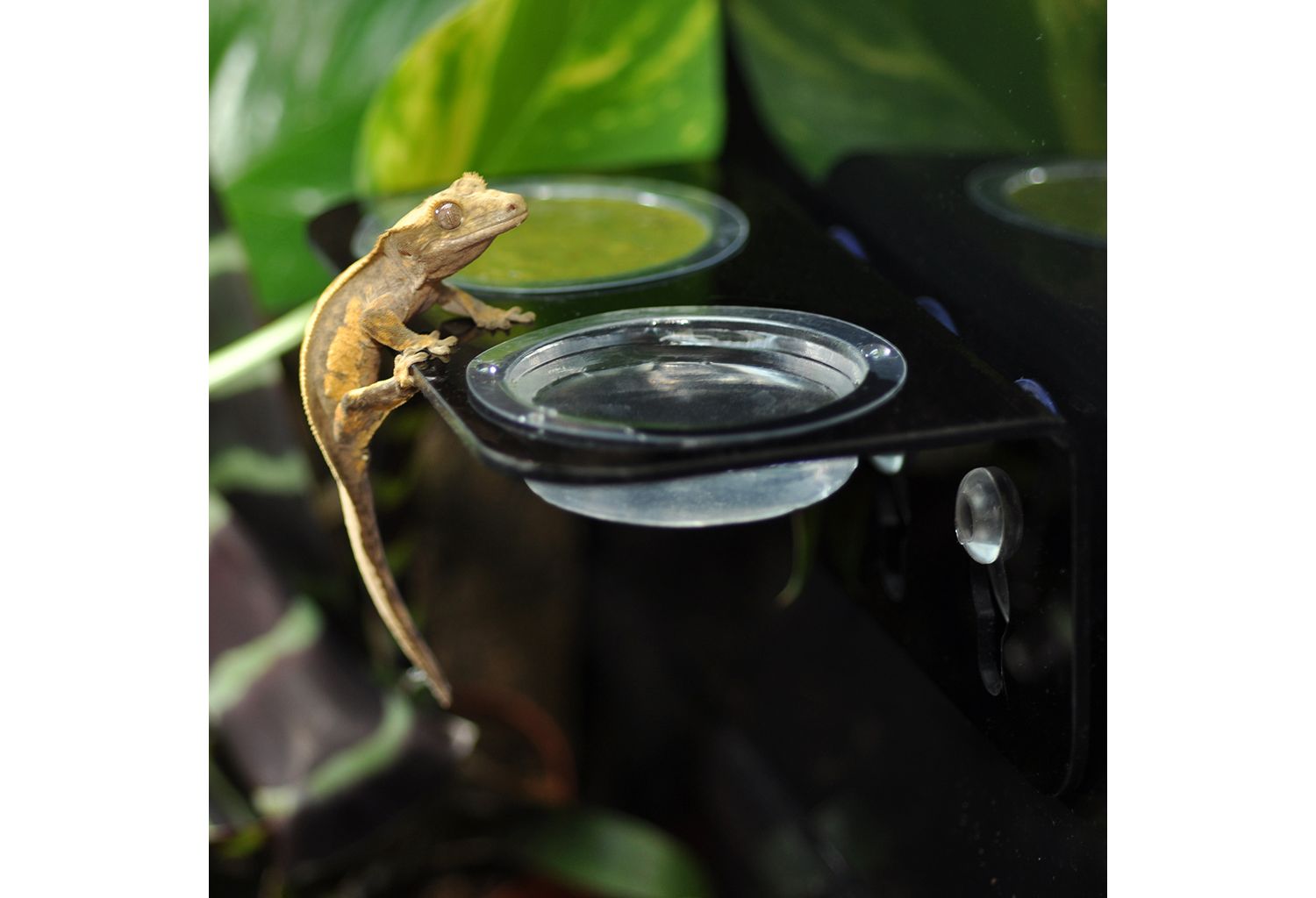  HabiStat Arboreal Feeding Ledge Double