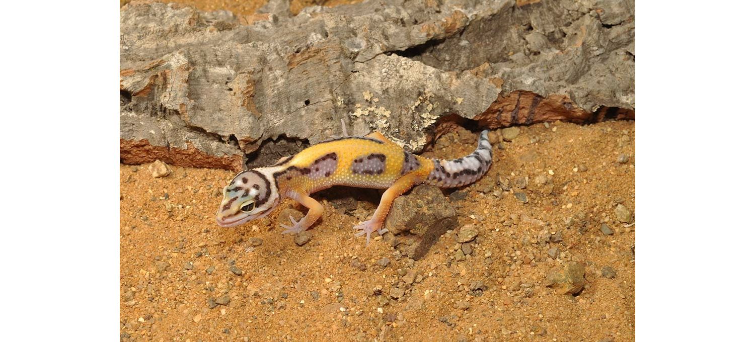  Habistat Leopard Gecko Bedding Substrate