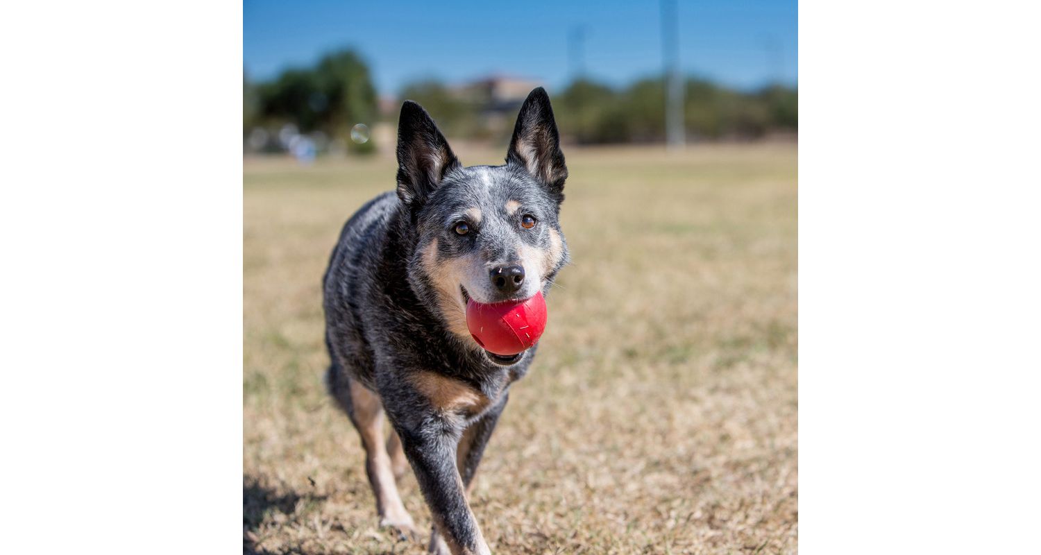  KONG Ball Small