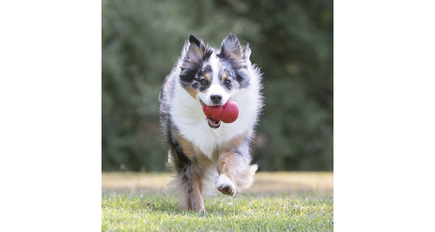 KONG Classic Dog Chew Treat Toy