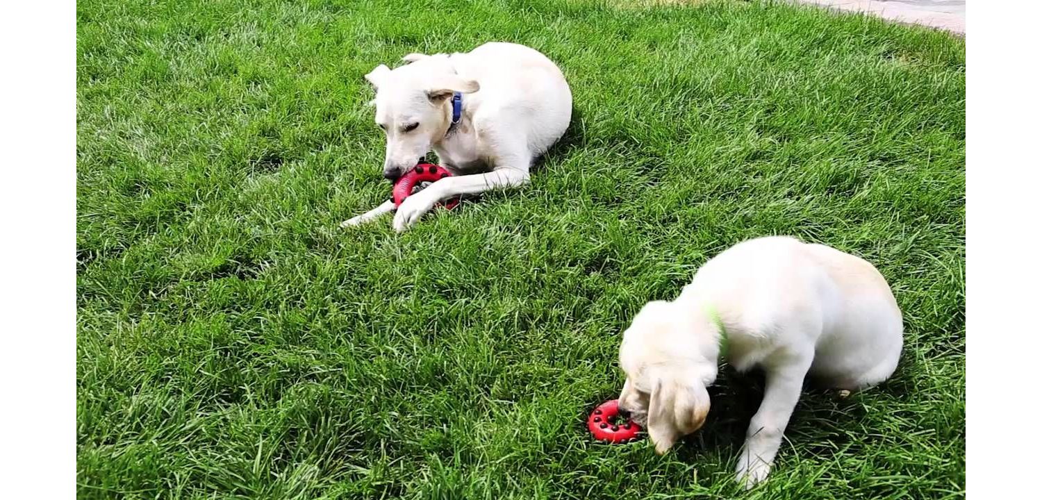  KONG Dotz Square Dog Toy