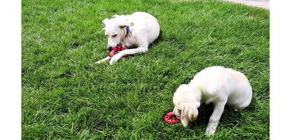  KONG Dotz Square Dog Toy