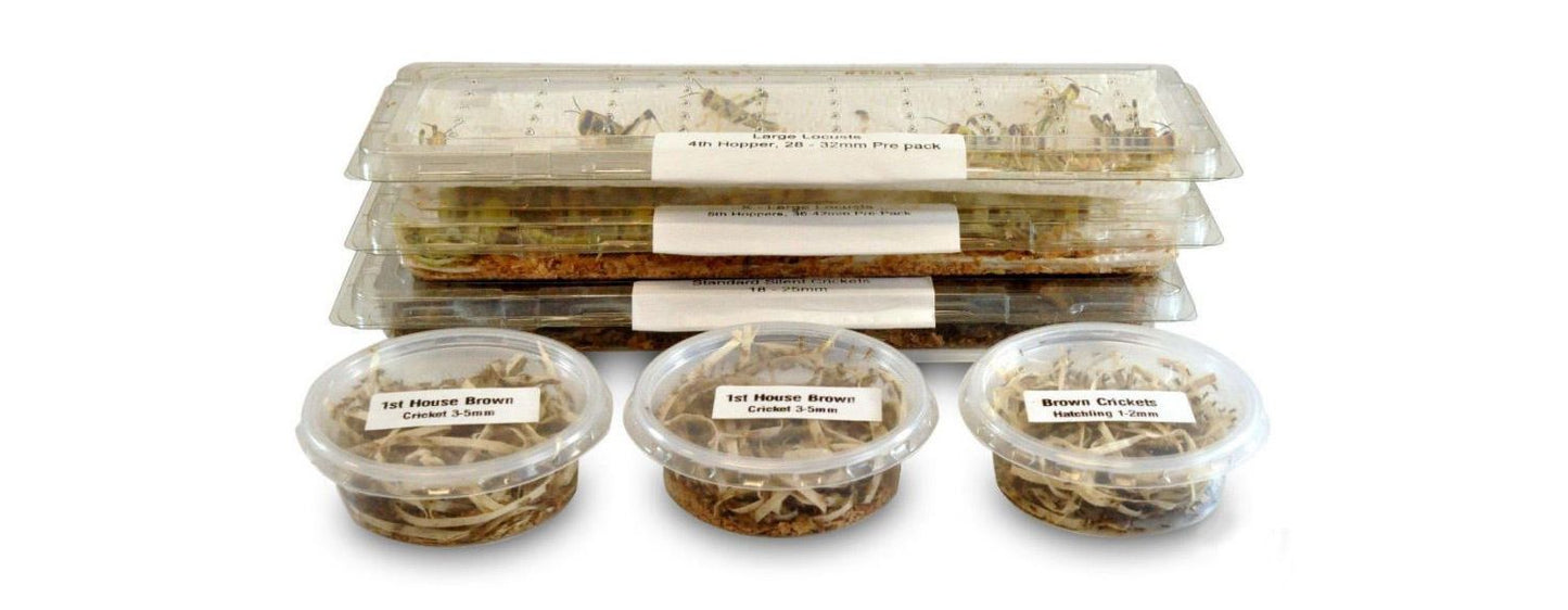  Reptile Food Letterbox Packs