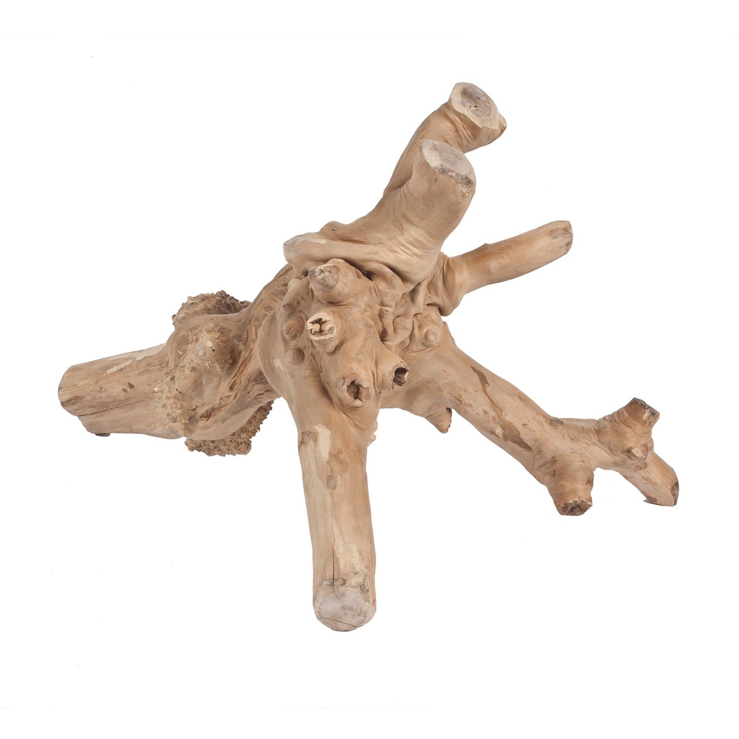  Sky Pet Products Java Reptile Branch Medium