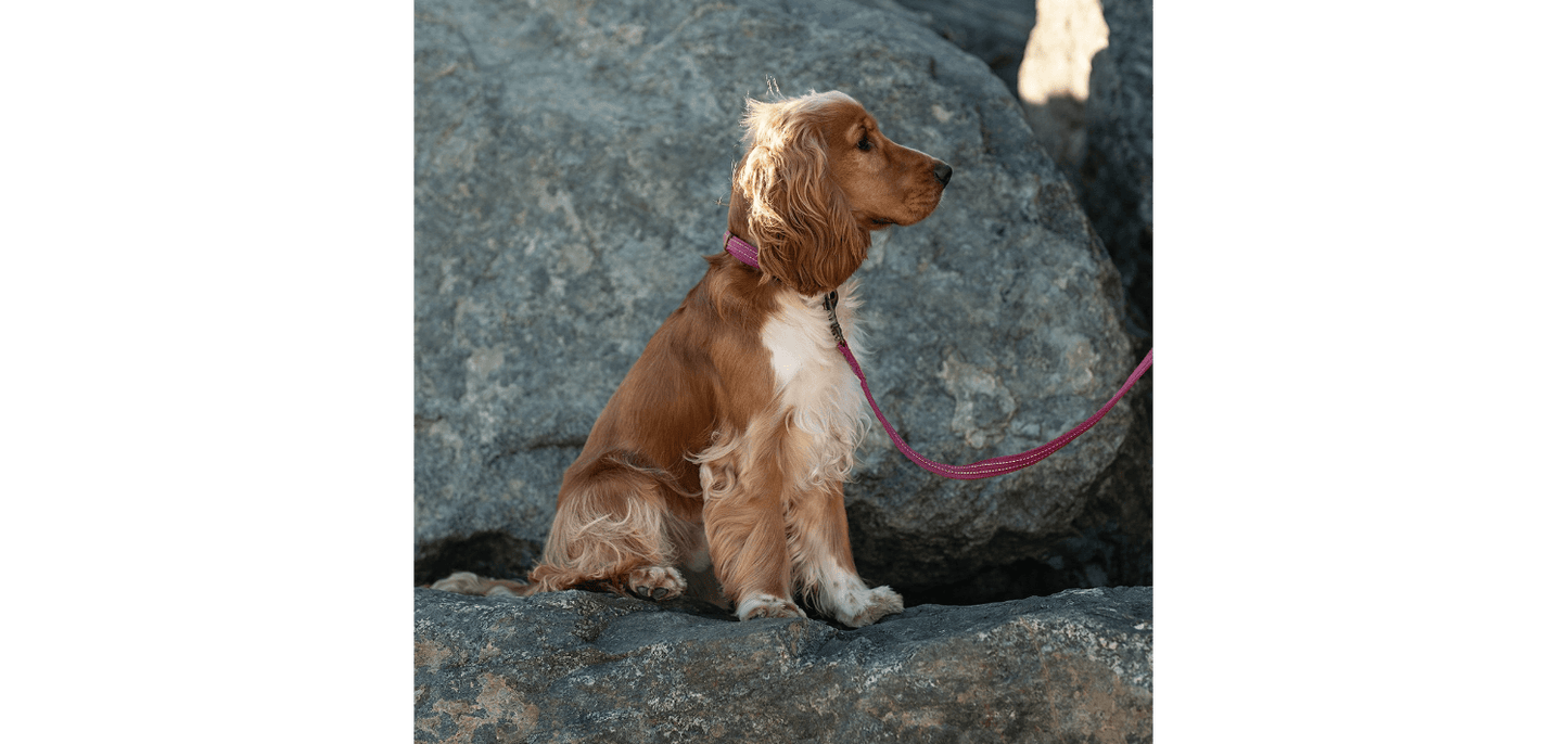  Great&Small Orchid Pink Country Collar