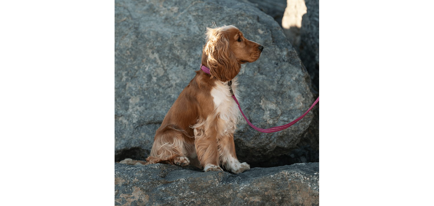  Great&Small Orchid Pink Country Collar