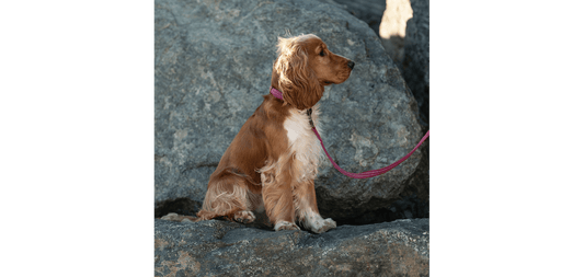  Great&Small Orchid Pink Country Collar