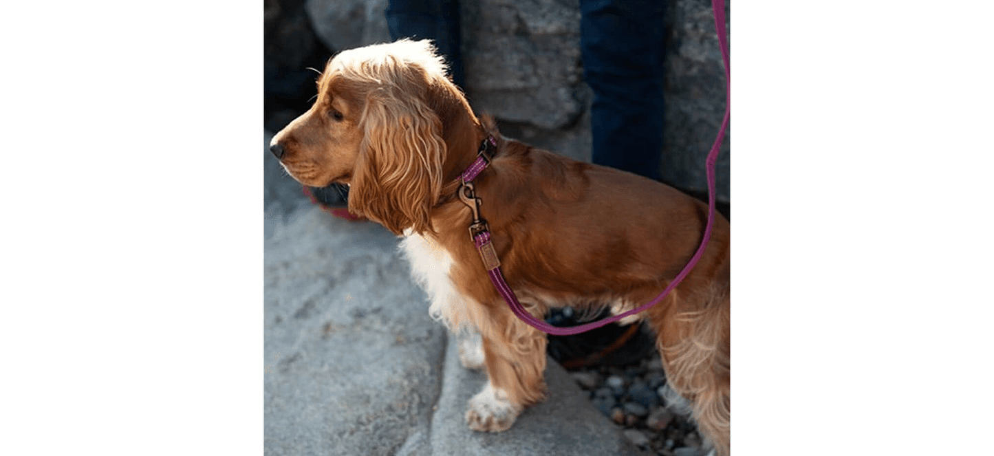  Great&Small Orchid Pink Country Collar