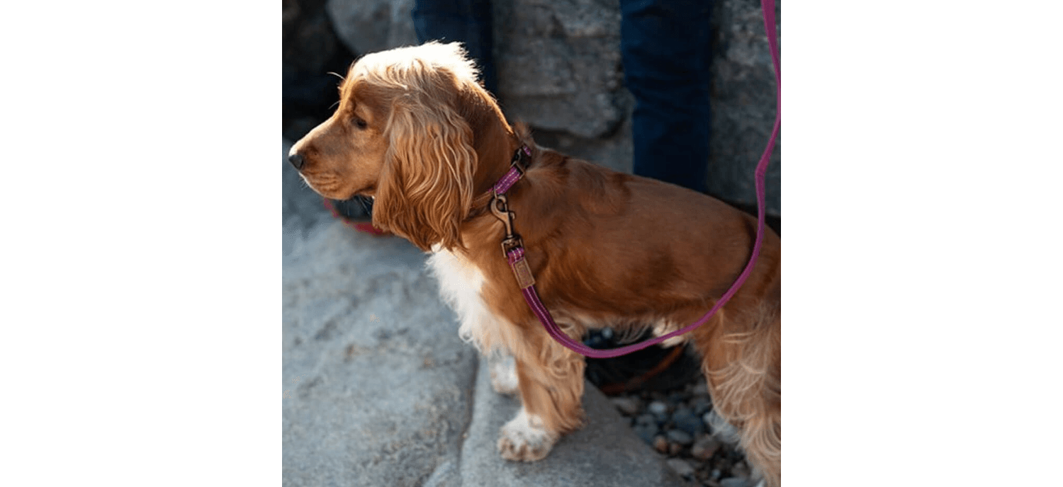  Great&Small Orchid Pink Country Collar