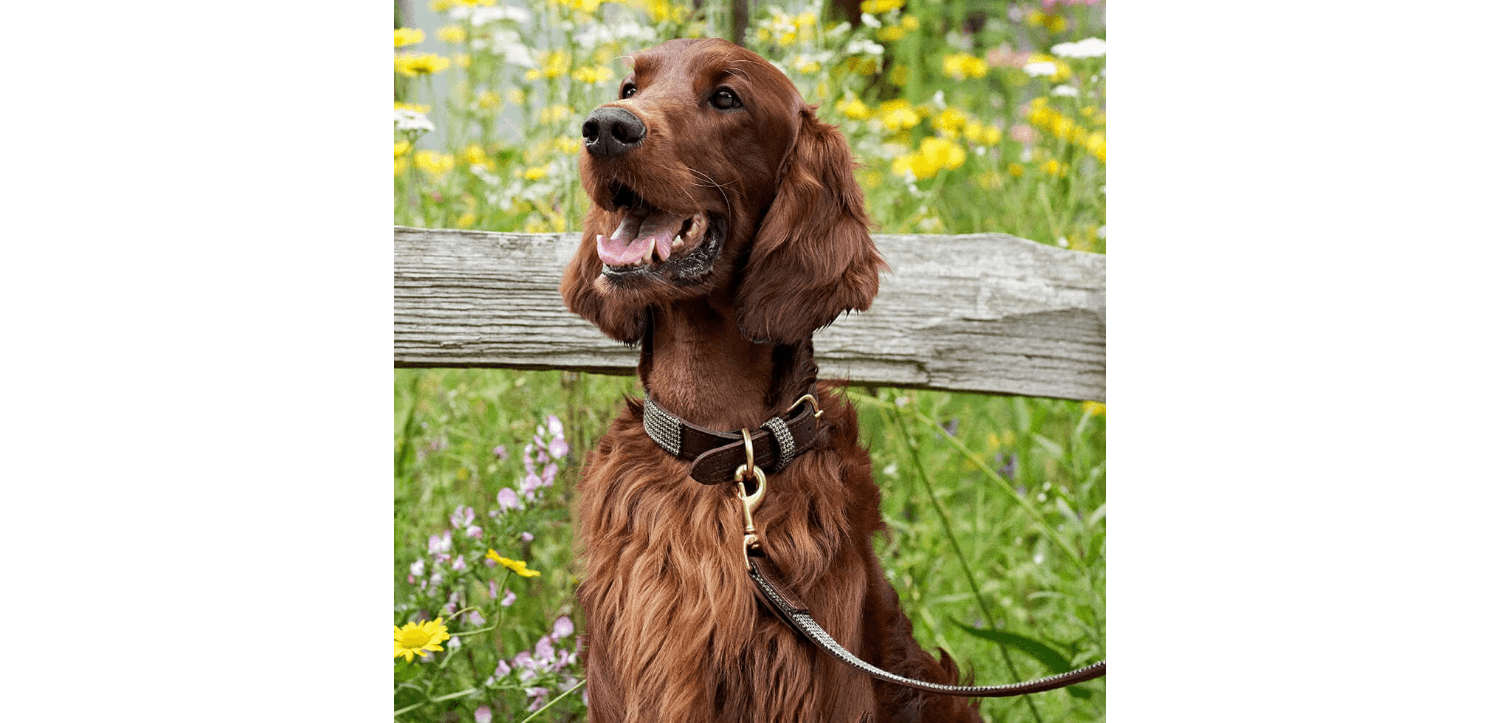 Great&Small Hawkhurst Leather Padded Dog Collar In Red