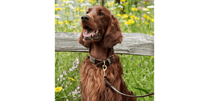  Great&Small Hawkhurst Leather Padded Dog Collar In Red