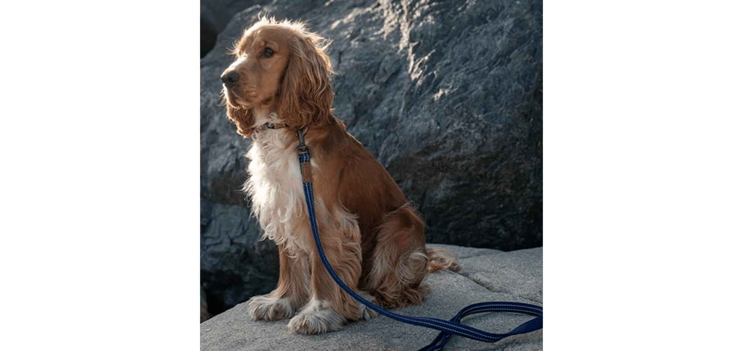  Great&Small Indigo Blue Country Collar