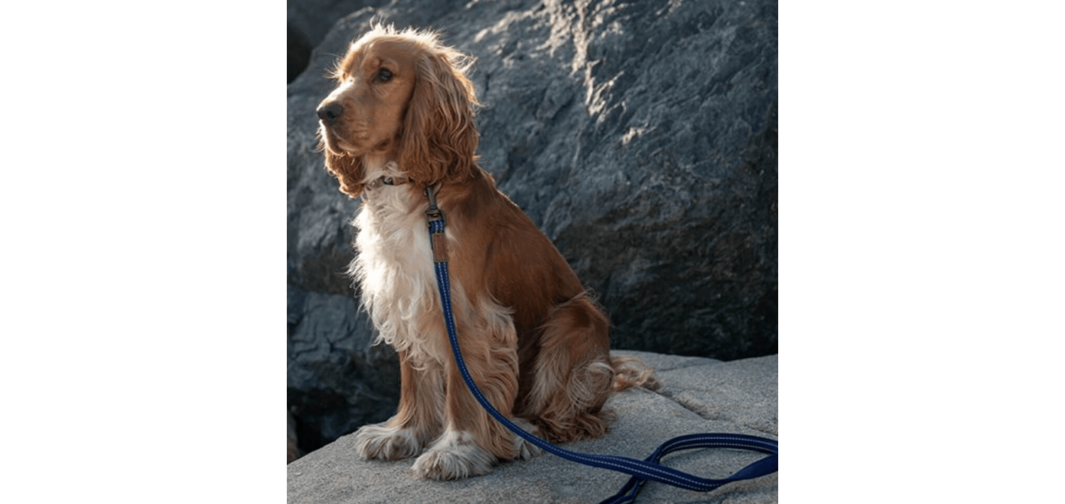  Great&Small Indigo Blue Country Collar