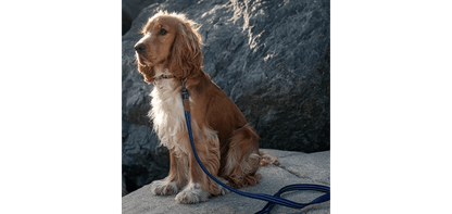 Great&Small Indigo Blue Country Collar
