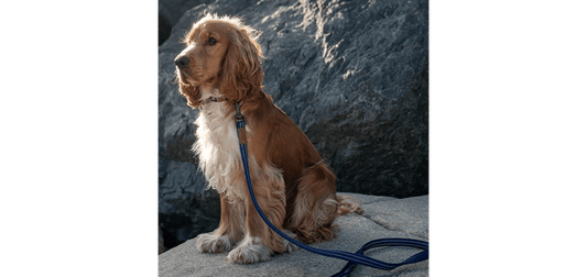  Great&Small Indigo Blue Country Collar
