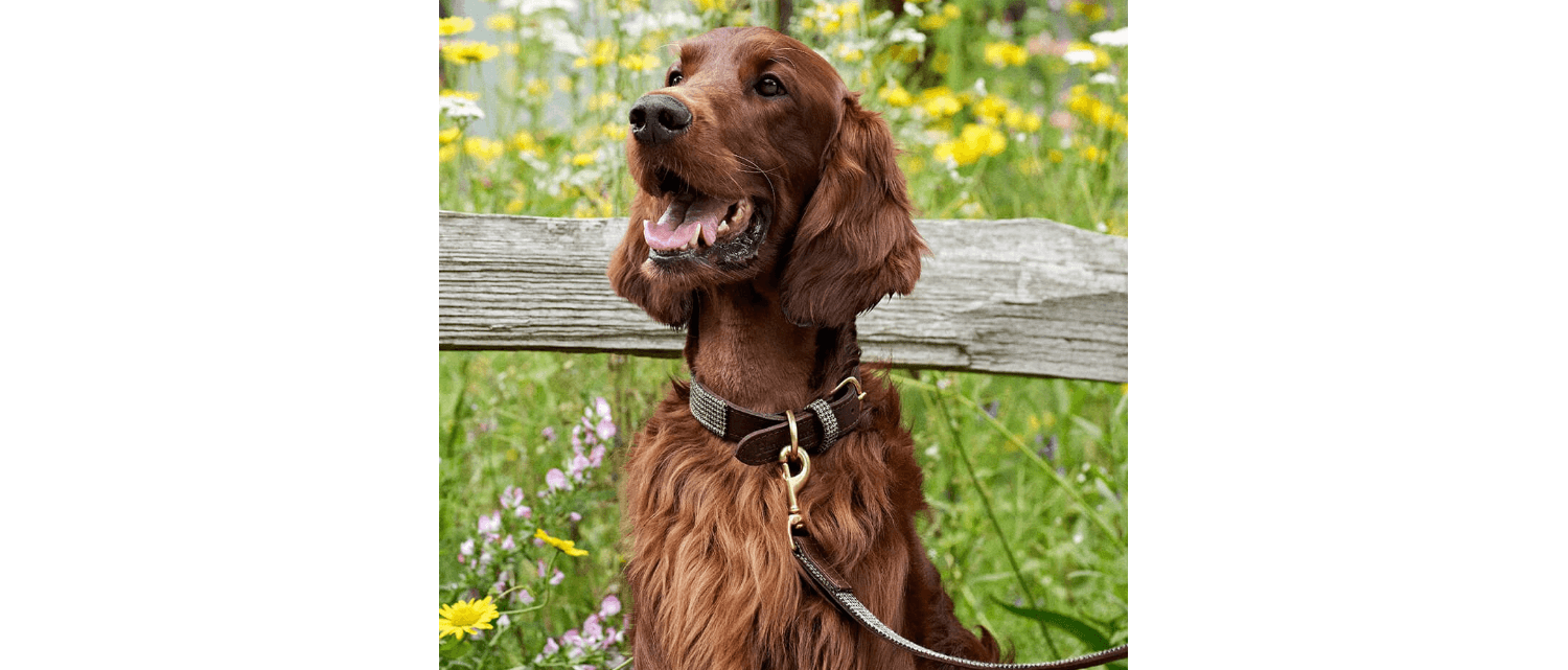  Great&Small Hawkhurst Tweed Leather Collar