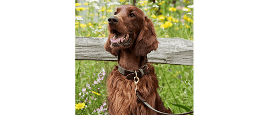  Great&Small Hawkhurst Tweed Leather Collar