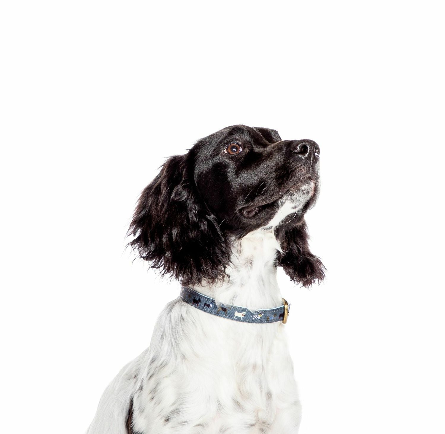  FatFace Marching Dogs Collar